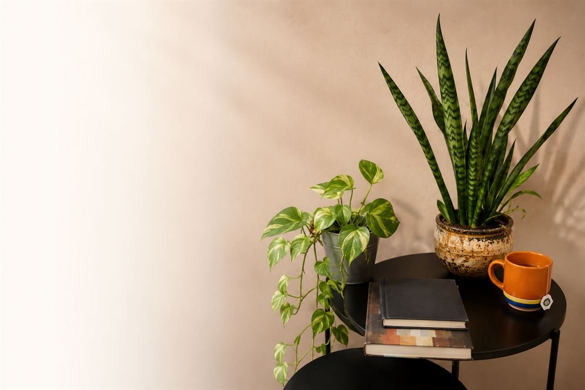 Ambiente acolhedor com plantas